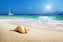 Obraz na stenu do spálne Mušľa na piesočnatej pláži zs1344